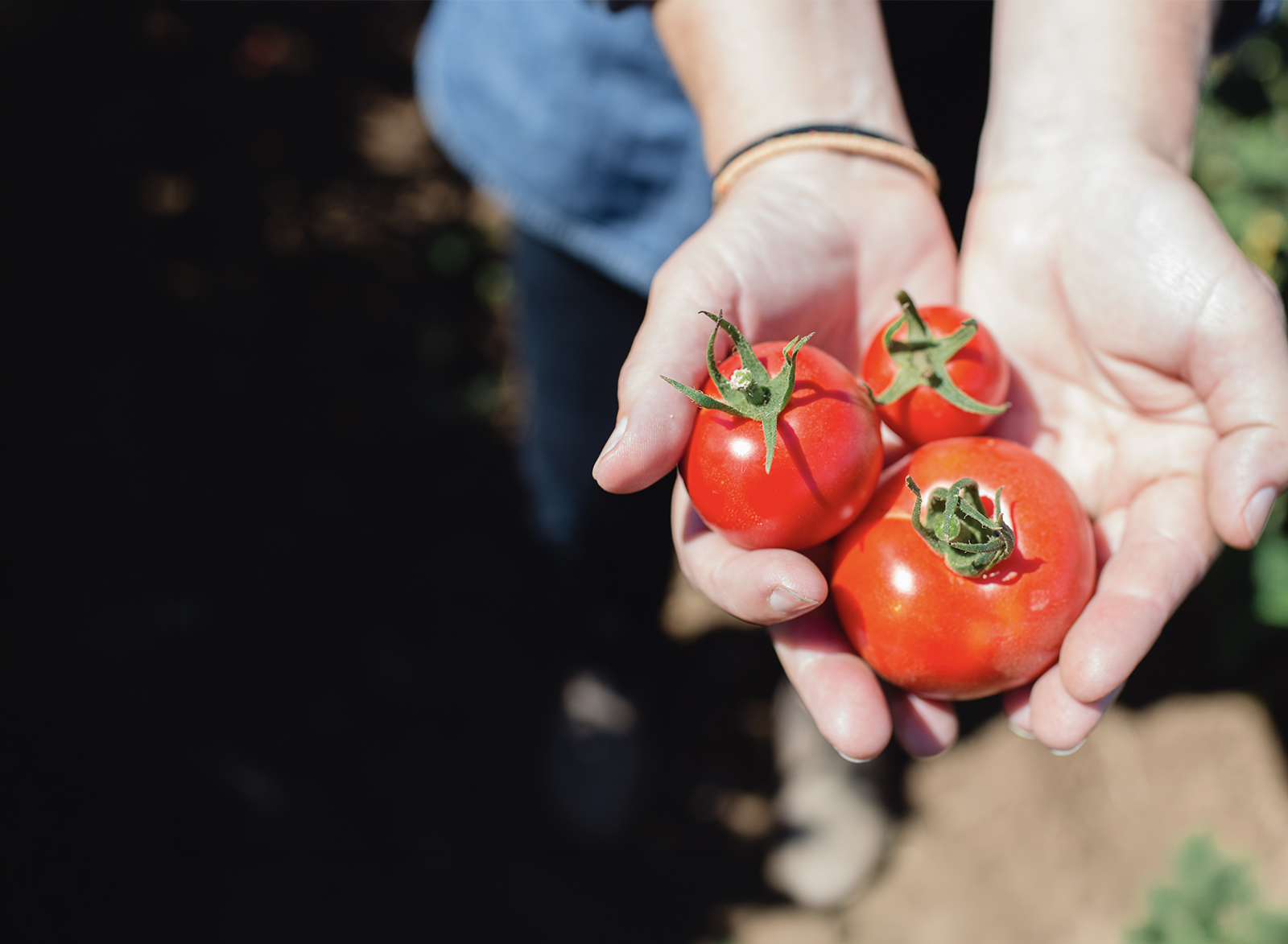 dry-farmed tomato season at lazy acres market