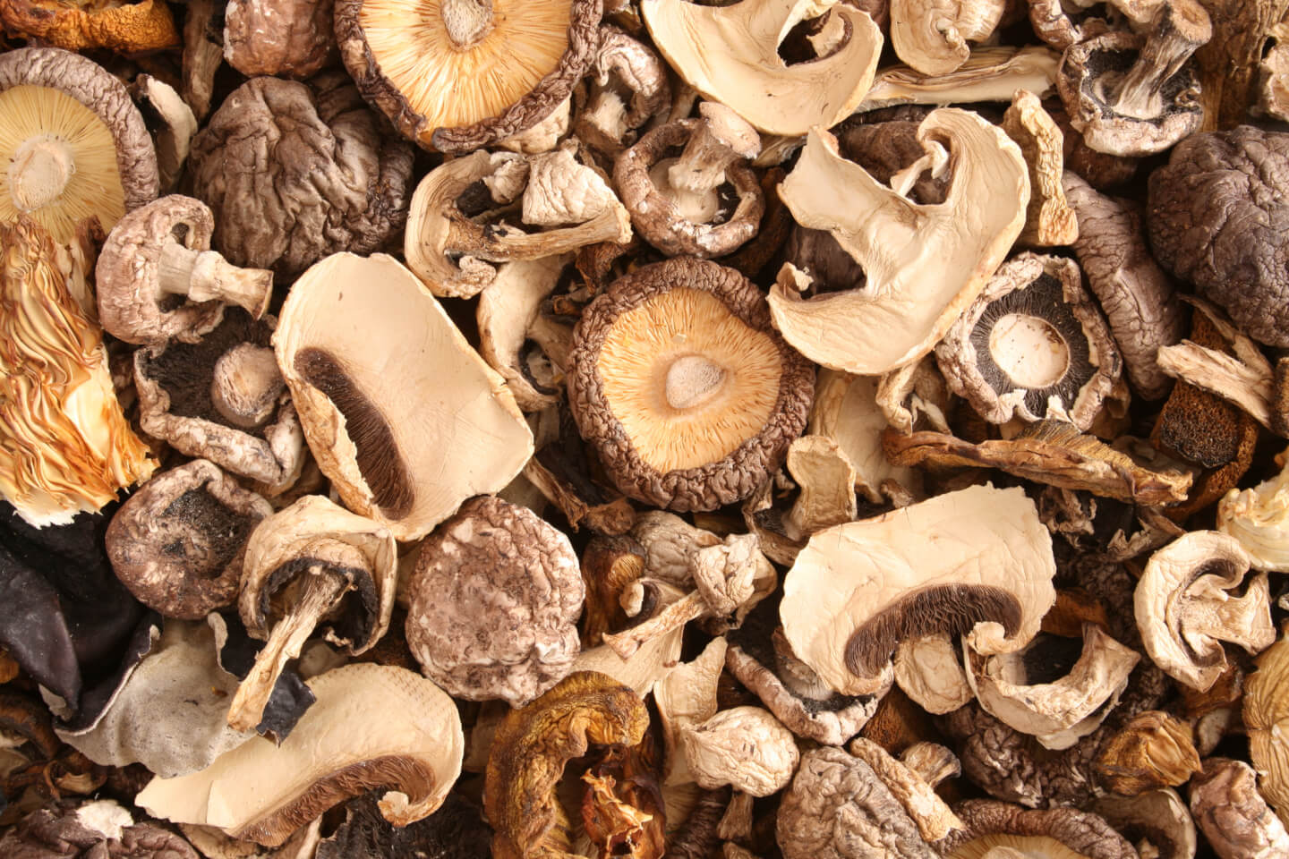 Why Functional Mushrooms Belong in Your Wellness Routine