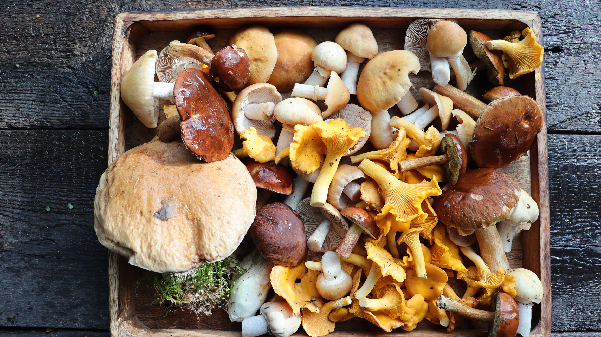 various mushrooms in a box 